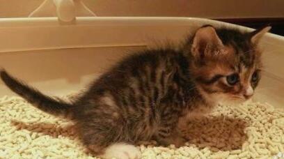 猫砂微波烘干设备